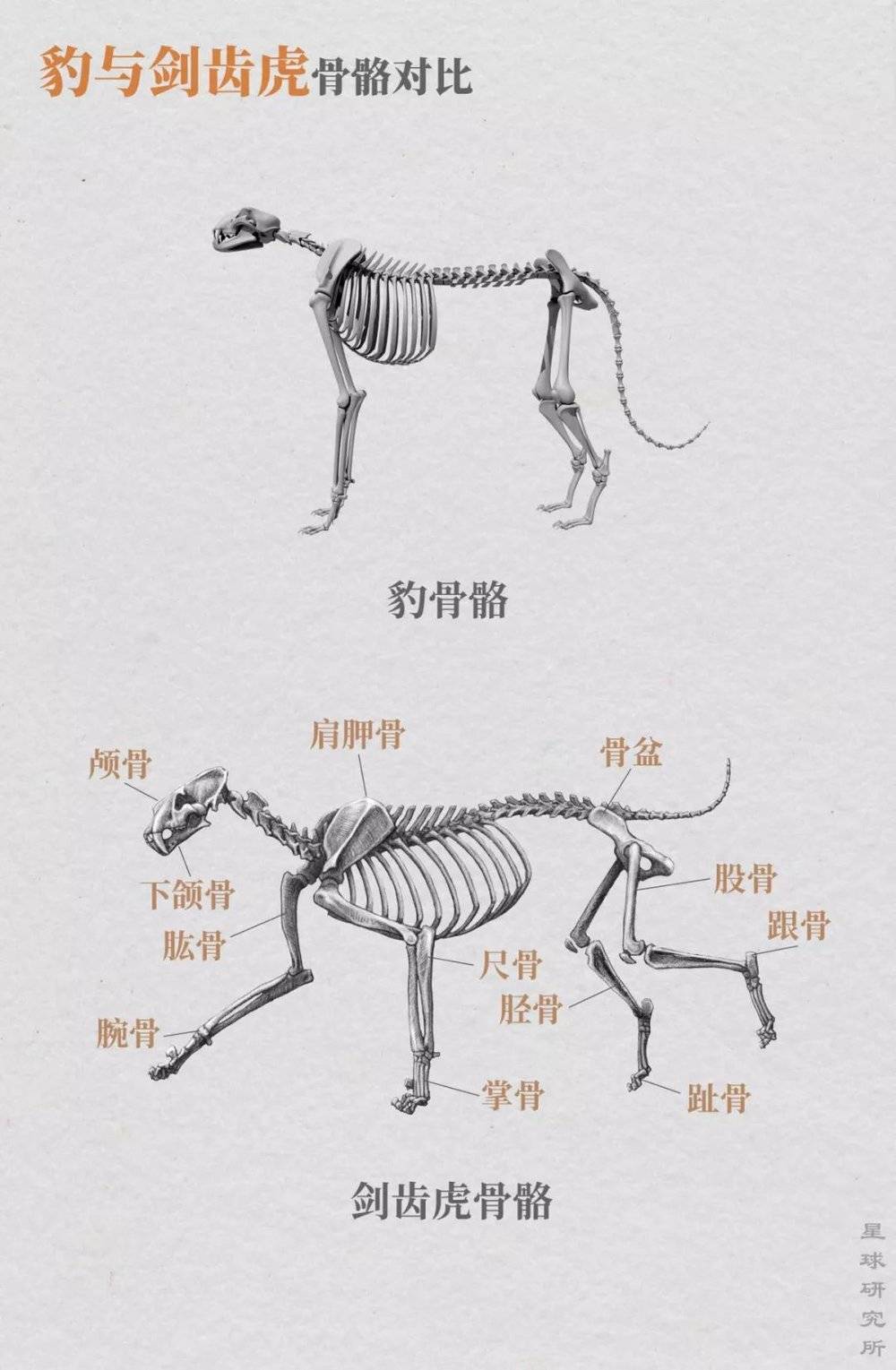 (豹与剑齿虎骨骼对比,制图@张靖/星球研究所)