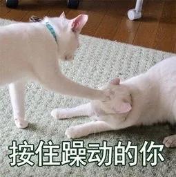 一个争论了很久的话题,女生到底要不要做一个程序媛